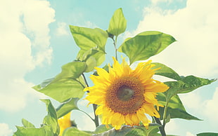 focus photo of sunflower HD wallpaper