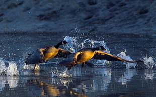 two gray mallard ducks jumping on ocean