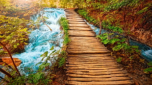 pathway and body of water digital wallpaper, water, bridge, wood, forest