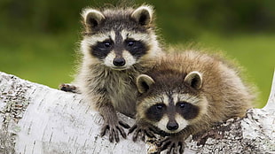 two brown raccoons, animals, raccoons