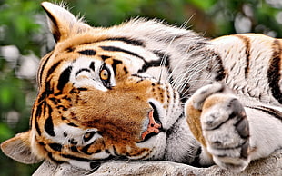 tiger leaning on stone HD wallpaper