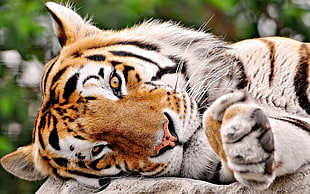 tiger leaning on stone