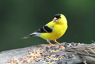 yellow and black bird closeup photography