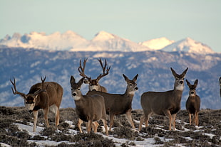 herd of deer on white and brown landscape under blue sky during daytime