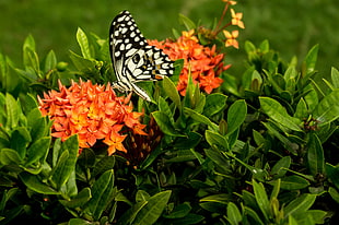 Common Lime butterfly on orange flowers during daytime