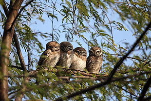 four brown Owl on branch of tree during day time