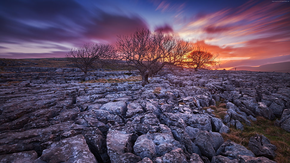 three gray bare trees surrounded by gray rocks HD wallpaper