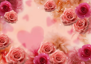 pink roses background photo HD wallpaper