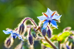 focus photography of blue petaled flower