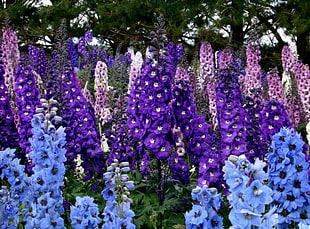 cluster of purple, blue, and pink petaled flowers