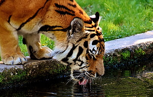 tiger drinking on pond photography HD wallpaper