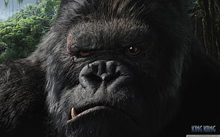 King Kong movie still, King Kong, movies HD wallpaper