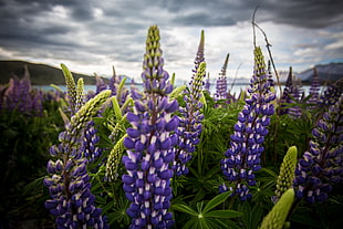 purple flowers, Lupinus, Flowers, Field HD wallpaper