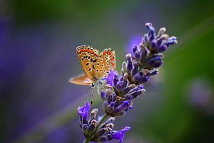 yellow and black polka-dot butterfly on purple flower