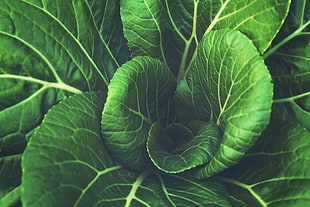food, pattern, agriculture, plant