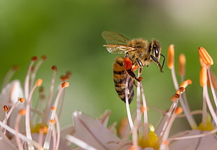Honeybee perched on flower's pistil in macro photography during daytime