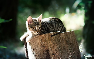 grey tabby kitten on brown wood post