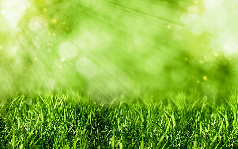selective focus photography green grass HD wallpaper