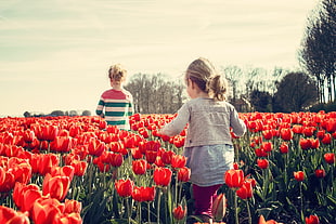 girl and boy walking on red tulip bed HD wallpaper