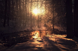 black and brown wooden fence, dark, nature, sunlight, trees