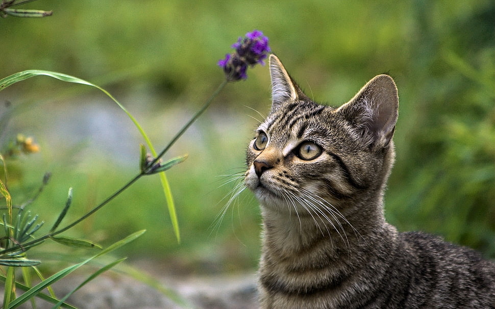 closeup photography of silver tabby cat staring at purple petaled fllower during daytime HD wallpaper