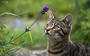 closeup photography of silver tabby cat staring at purple petaled fllower during daytime