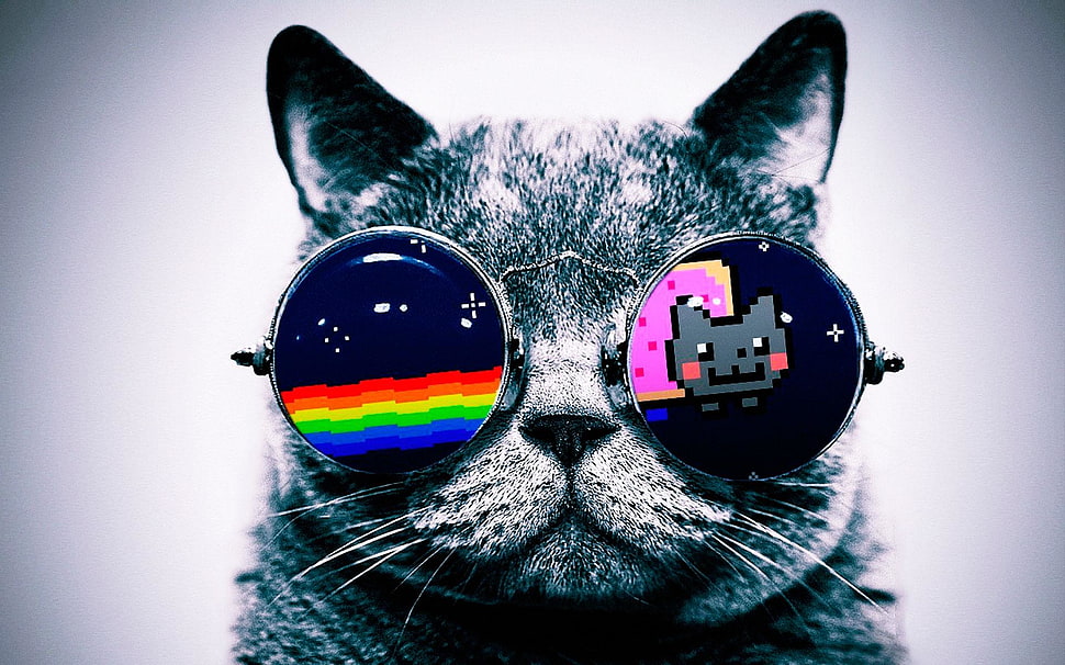 gray cat wearing multi color sunglasses HD wallpaper