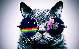 gray cat wearing multi color sunglasses