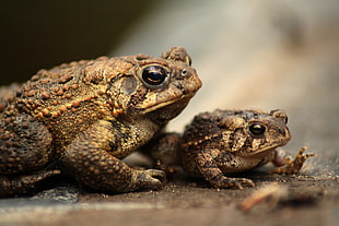 two brown frogs in selective photo, toads