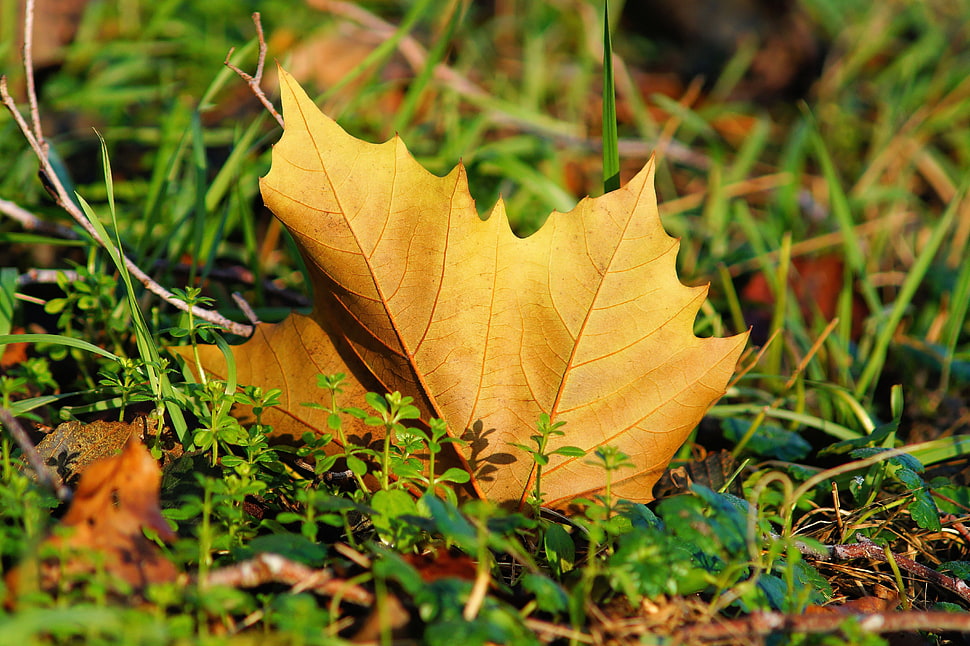 maple leaf on green grass during daytime HD wallpaper