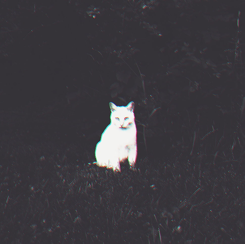 white cat illustration, cat HD wallpaper