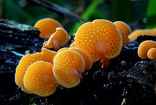 orange mushrooms on wood, fungus, favolaschia HD wallpaper