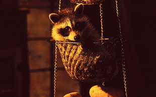 raccoon laying on basket