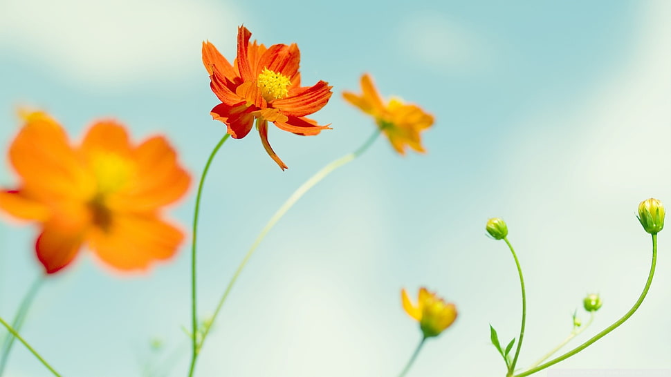 shallow focus photography of orange and yellow flowers HD wallpaper