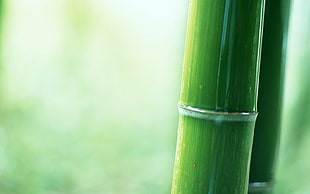 shallow focus photography of bamboo, plants, bamboo, green, depth of field HD wallpaper