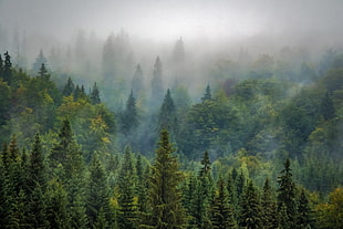 green leafed trees covered with fogs