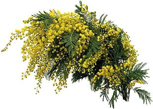 yellow and green flower bouquet HD wallpaper