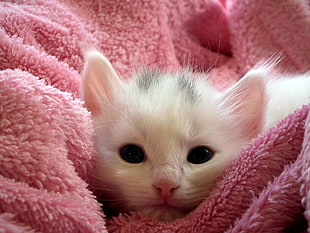 white short coated kitten on pink textile