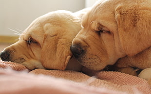 two brown sleeping puppies