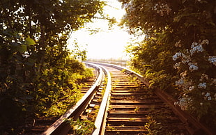 brown metal train railway, railway, flowers, sunlight, plants HD wallpaper