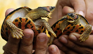 person holding to orange-and-brown baby tortoise