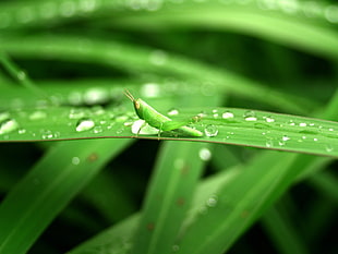 shallow focus photography of green grasshopper on green leaved plant HD wallpaper