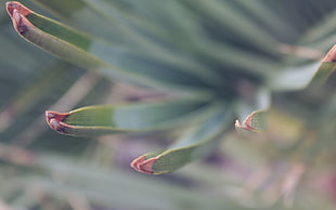 green linear leaf plant, nature