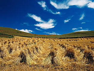 hays in field near green mountains