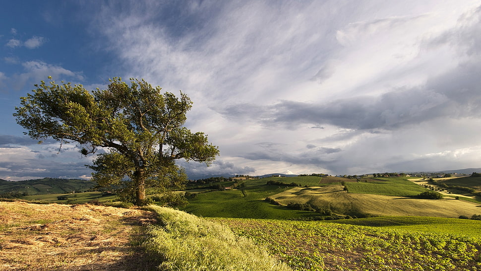 green tree in the middle of fields during daytime HD wallpaper
