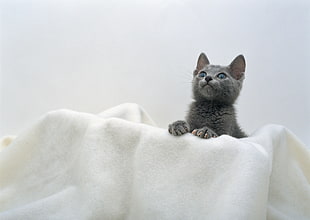 shallow focus russian gray kitten on white towel