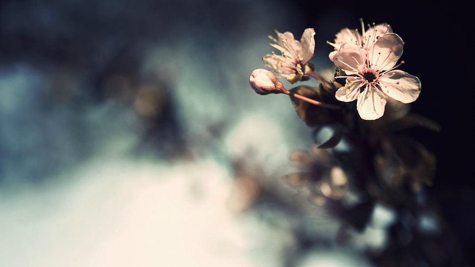 white flowers, flowers HD wallpaper