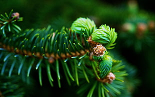 focus colored ofgreen pine tree leaf