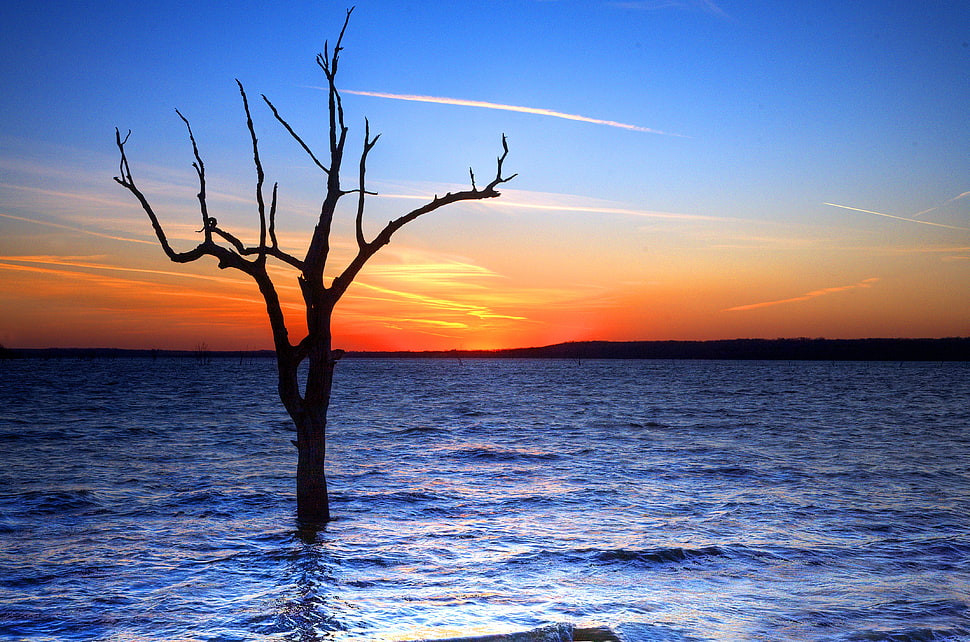 silhouette photo of bare tree on sea during sunset HD wallpaper