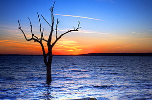 silhouette photo of bare tree on sea during sunset